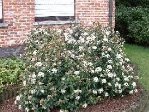 Viburnum tinus 'Eve Price'