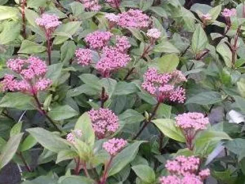 Viburnum tinus 'Spirit'