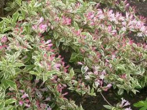 Weigela florida 'Nana Purpurea'