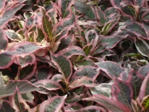 Weigela florida 'Verweigh'