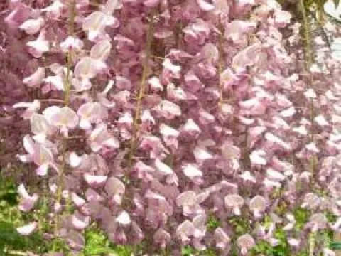 Wisteria floribunda 'Honbeni'