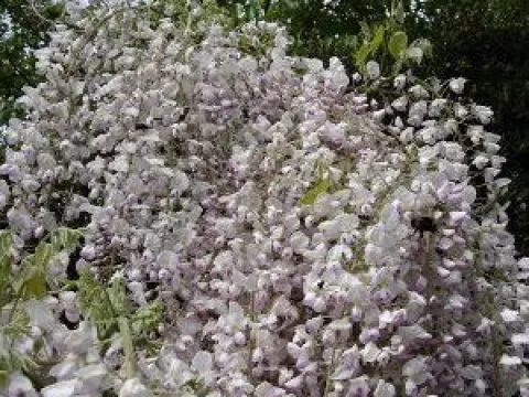 Wisteria floribunda 'Kuchi Beni'