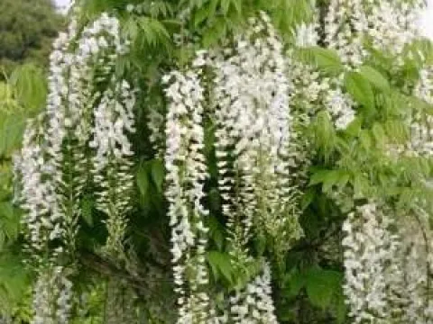 Wisteria floribunda 'Longissima Alba'