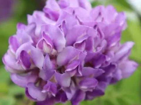 Wisteria frutescens 'Longwood Purple'
