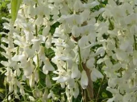 Wisteria sinensis 'Jako'