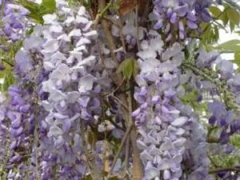 Wisteria sinensis 'Prolific'